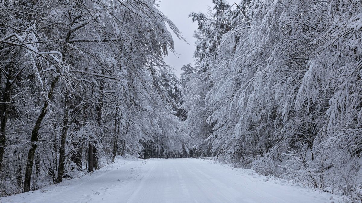 Śnieg w lesie (zdj. ilustracyjne)
