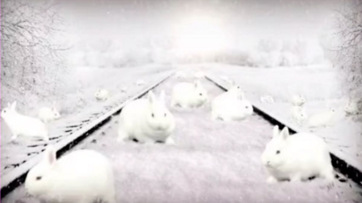 króliki na śniegu