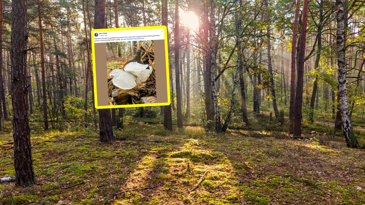 Pokazała, jakiego grzyba ujrzała w lesie.