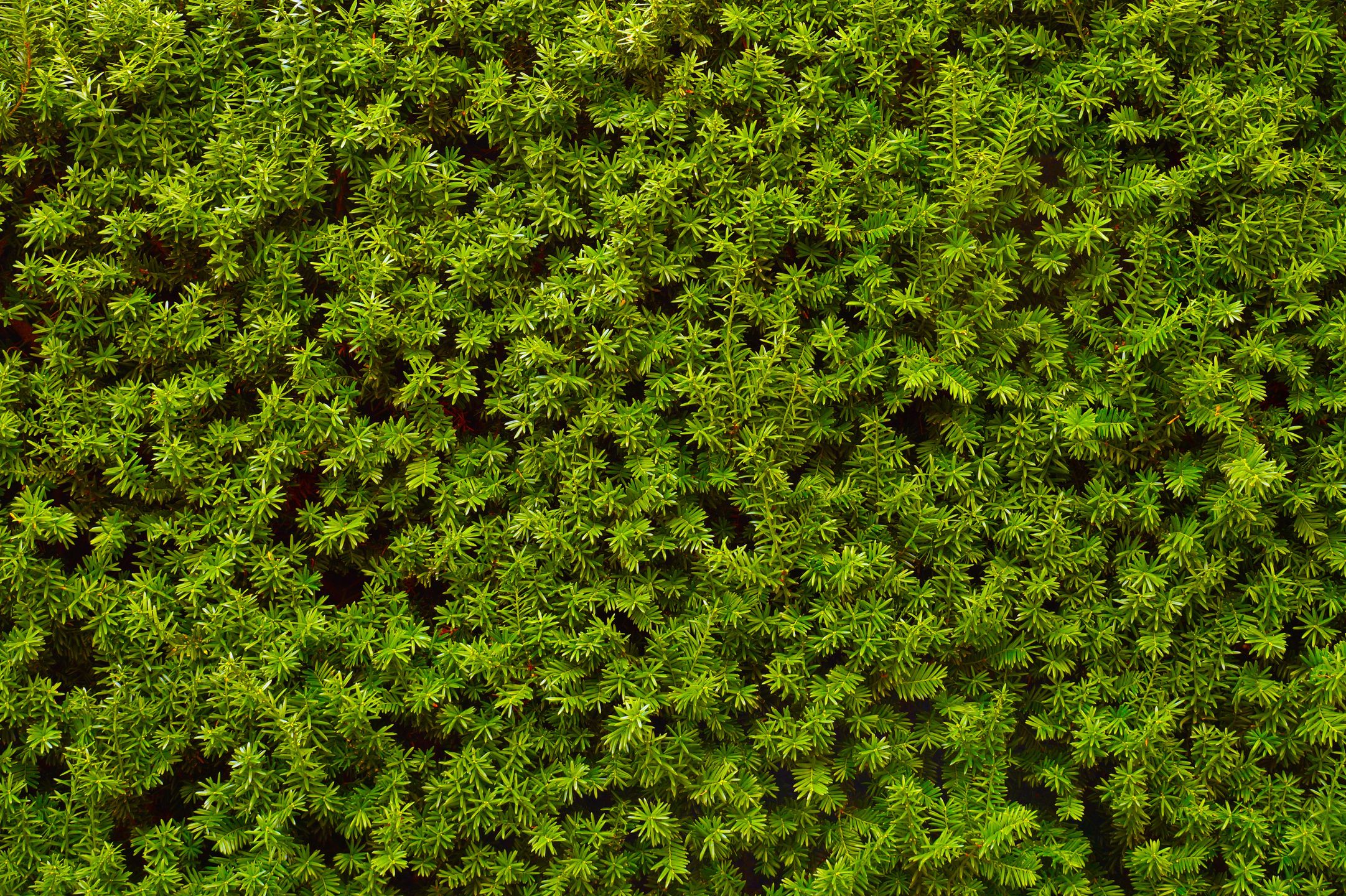 Cis pośredni (Taxus baccata)