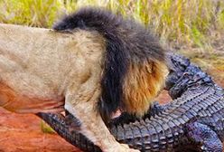 Lew kontra krokodyl. Zobacz, jak to się skończyło