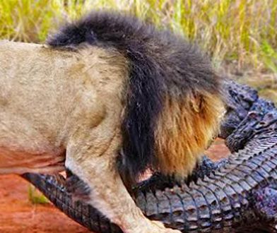 Lew kontra krokodyl. Zobacz, jak to się skończyło
