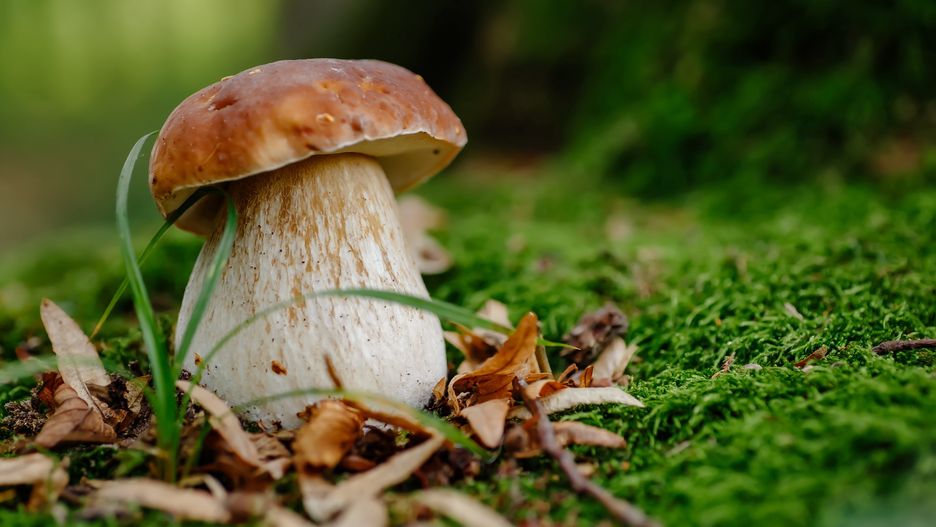 Atlas grzybów. Które z nich nadają się do spożycia?