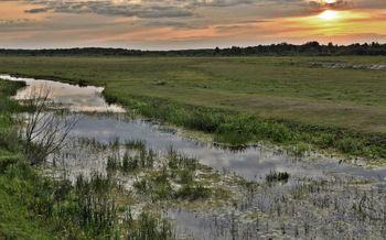 Wieści z Czarnobyla. Zidentyfikowano 19 gatunków