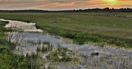 Wieści z Czarnobyla. Zidentyfikowano 19 gatunków