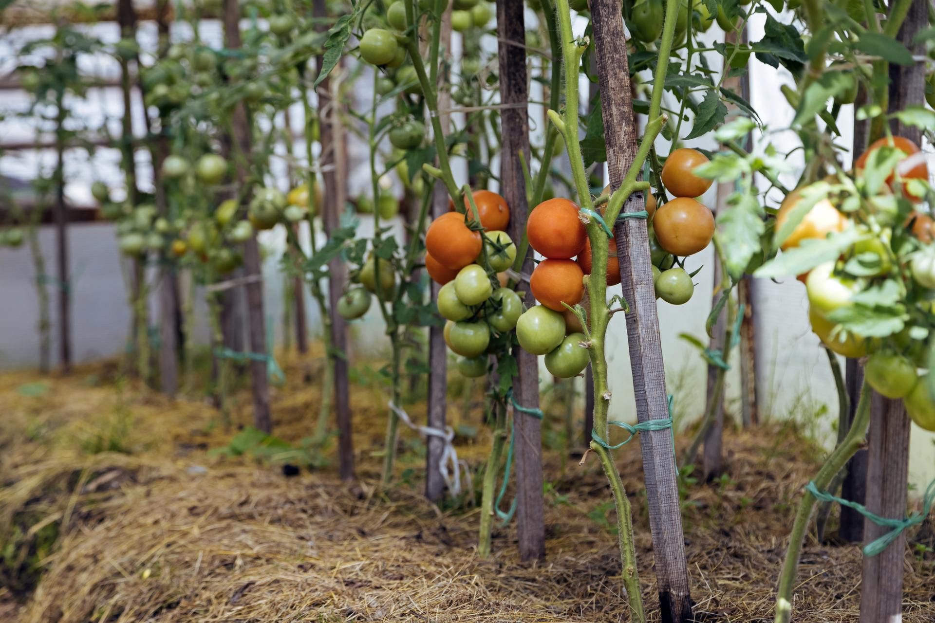 Zielone pomidory, ze względu na obecność tomatyny, mogą być niebezpieczne