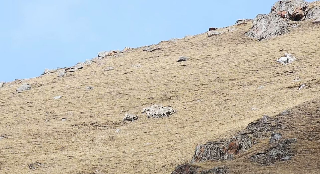 Na tym zdjęciu również ukrył się dziki kot