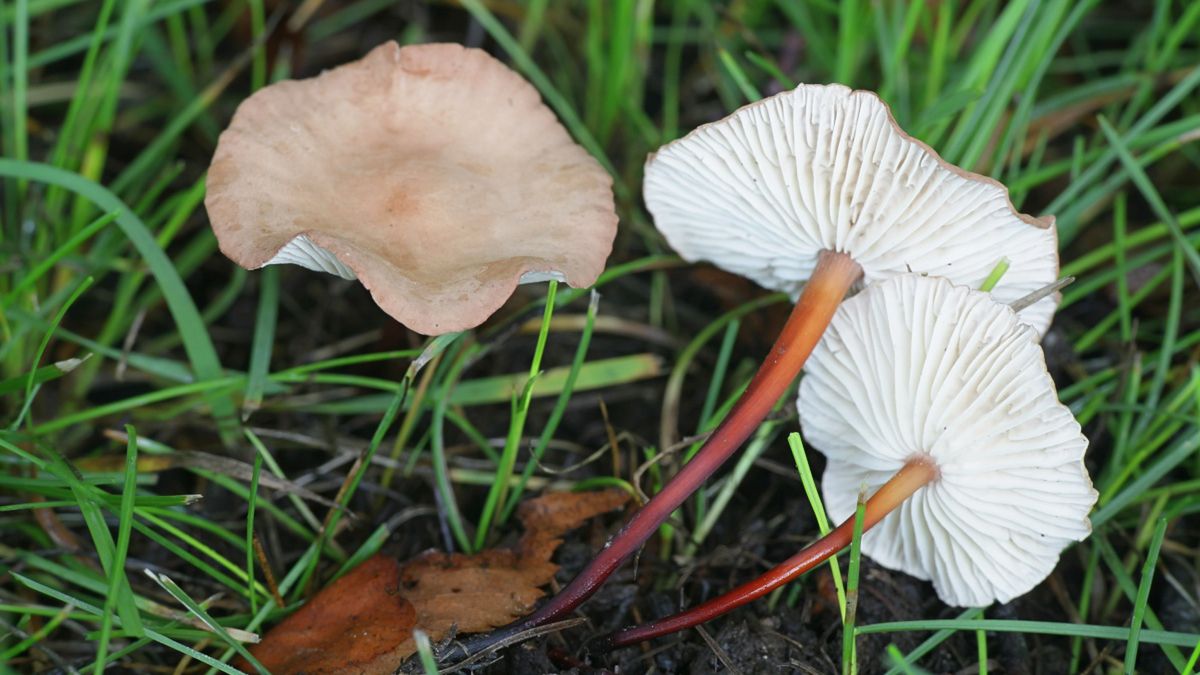 Twardzioszek czosnkowy to niedoceniany grzyb