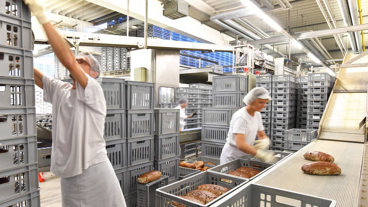 Worker in a large bakery - industrial production of bakery products on an assembly line
www.industrieblick.net
food, bakery, factory, bread, loaf, industry, plant, modern, automation, Caucasian, man, woman, teamwork, group, Person, people, workers, employees, Conveyor belt, Production line, tasty, production, meal, fresh, bake, bakehouse, manufacture, manufacturing, workwear, bakery products, occupation, machine, industrial, machinery, work, food industry, working, technology, business, fabrication, workplace