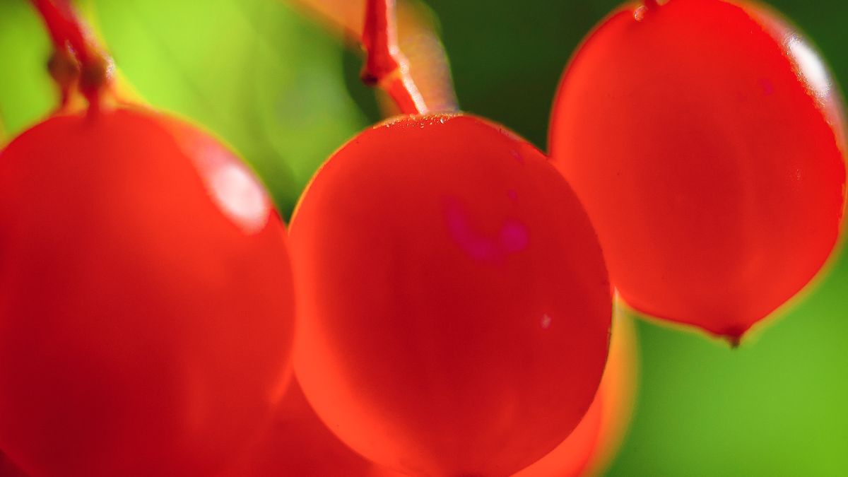 Owoce kaliny koralowej są skarbnicą zdrowia