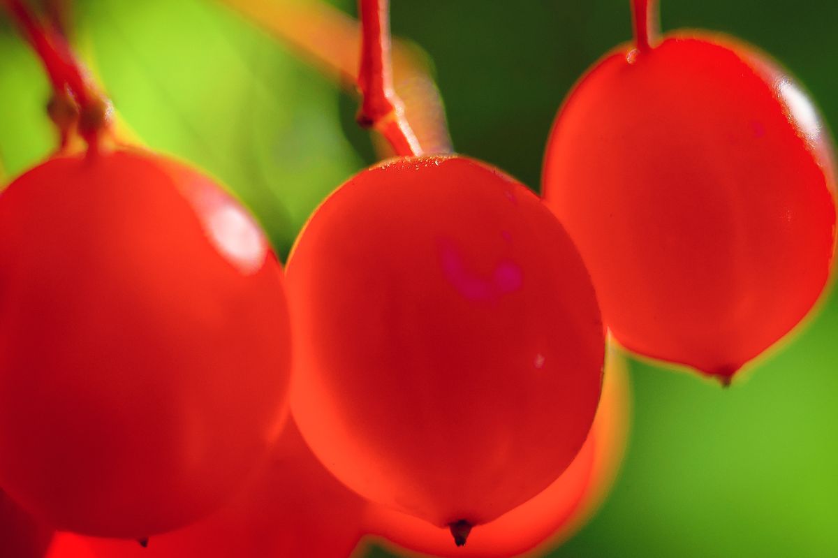 The fruits of the viburnum opulus are a treasure trove of health.