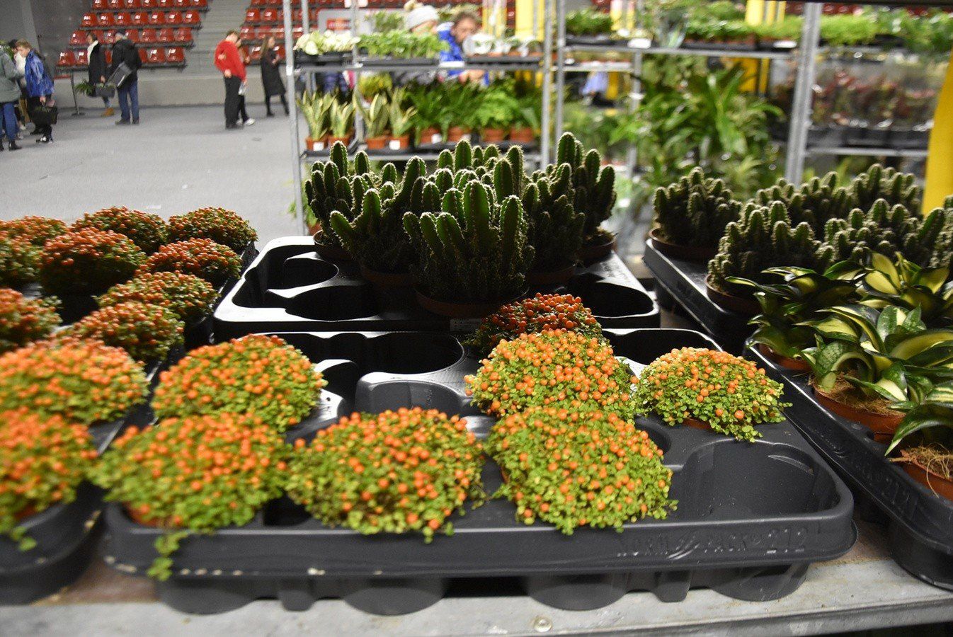 Festiwal Roślin w wałbrzyskim Aqua Zdroju