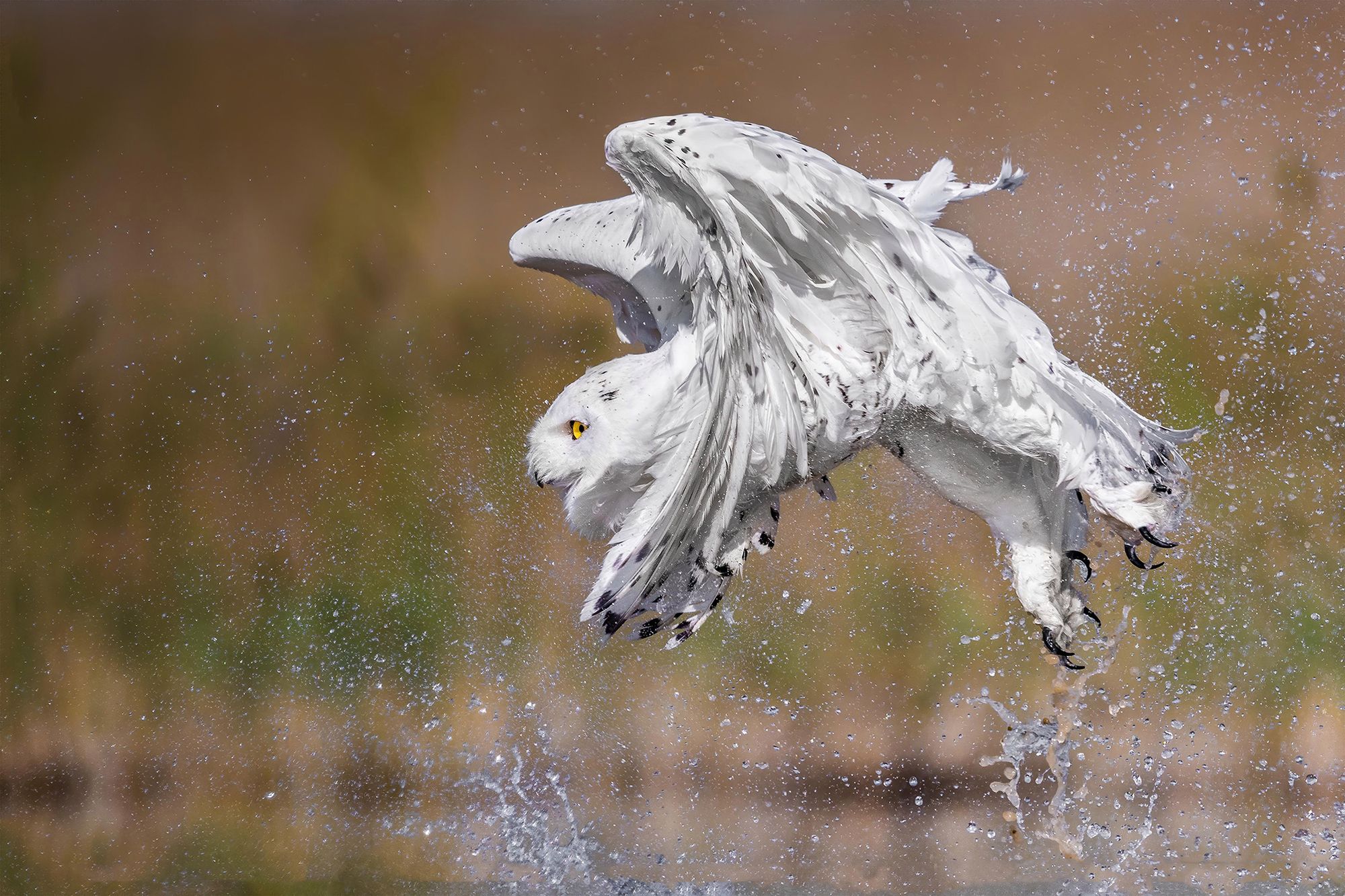 Rzadka sowa śnieżna widziana w Kuwejcie. Wygląda majestatycznie! 3