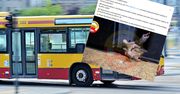 Grzyby w  łódzkim autobusie? Znamy finał całej sprawy