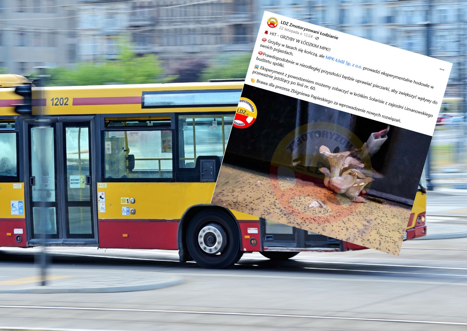 Grzyby w  łódzkim autobusie? Znamy finał całej sprawy