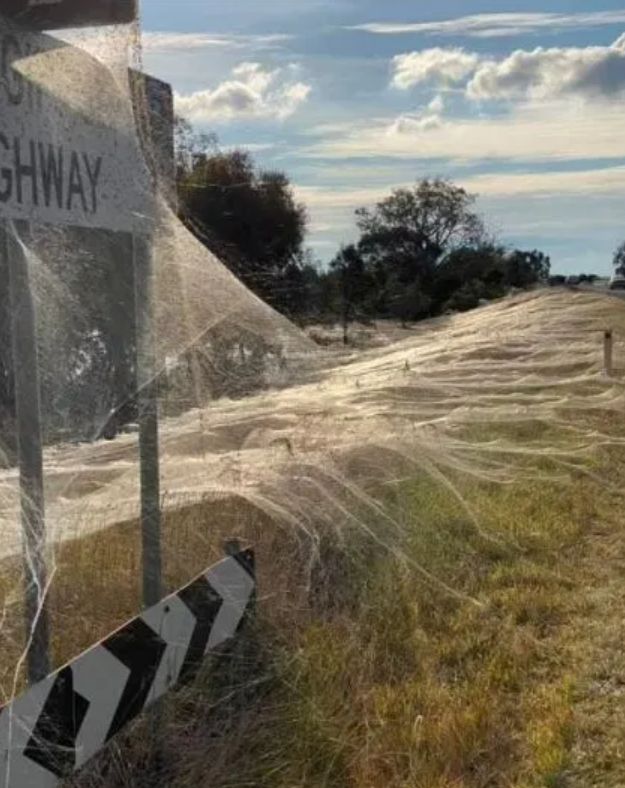 Ogromne pajęcze sieci w Australii