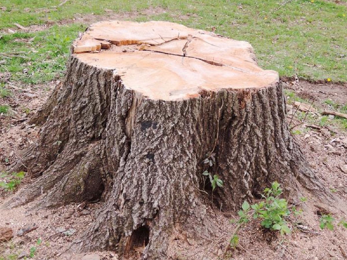 Wlej do pnia, a nie zostanie po nim nawet ślad. Ciężki sprzęt zbędny