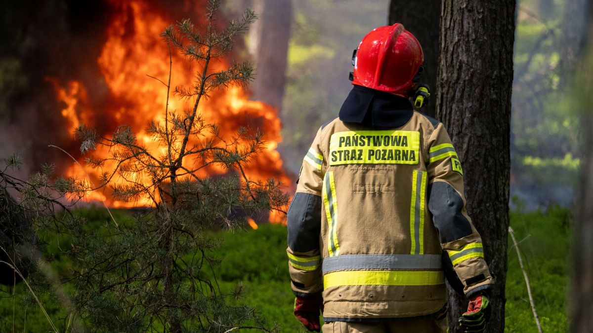 Będą surowsze kary za podpalenia łąk i lasów. Jest projekt