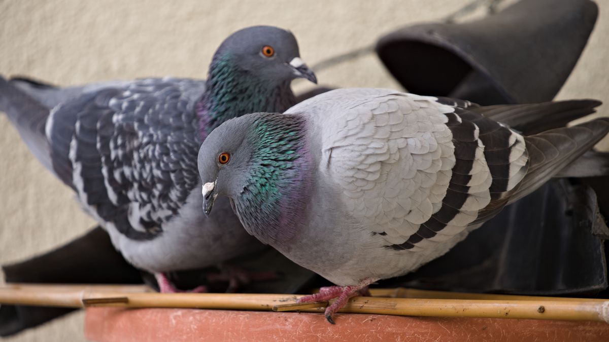 Gołębie mogą przenosić groźne owady