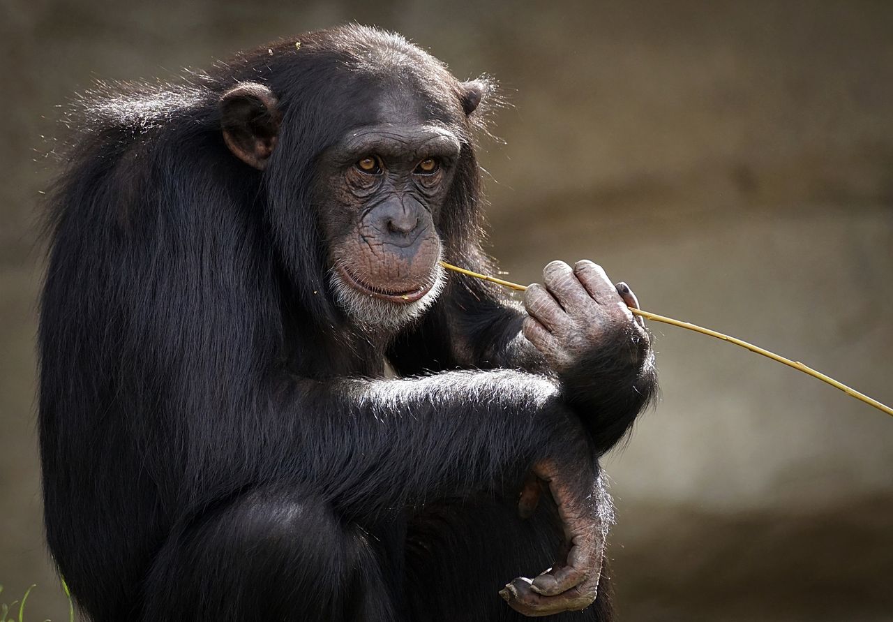 Chimps chat like humans: Rapid fire gestures reveal early language
