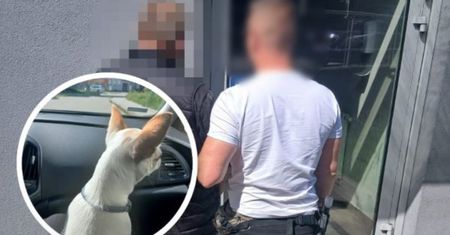 Miał naprawiać dach. Ukradł psa rasy chihuahua