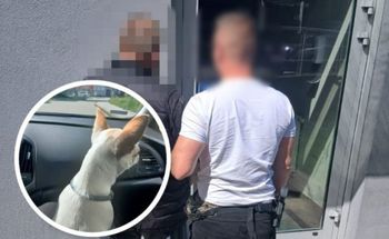 Miał naprawiać dach. Ukradł psa rasy chihuahua