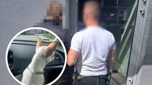 Miał naprawiać dach. Ukradł psa rasy chihuahua