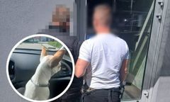 Miał naprawiać dach. Ukradł psa rasy chihuahua