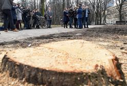 Władze Warszawy chcą wstrzymać wycinkę w parku Świętokrzyskim. Przygotowano już decyzję