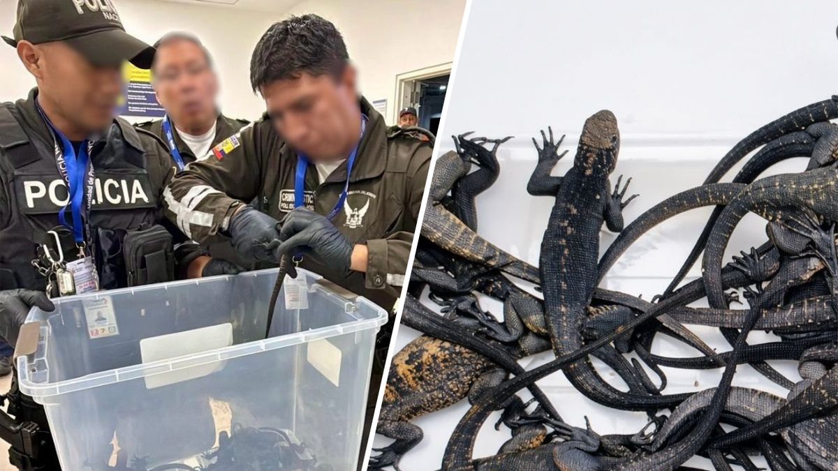 Rosjanka zatrzymana za próbę przemytu 32 legwanów morskich.