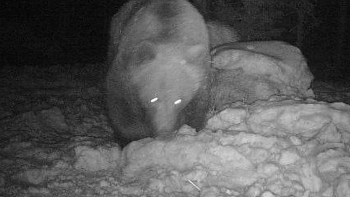 Bieszczadzkie niedźwiedzie już nie śpią