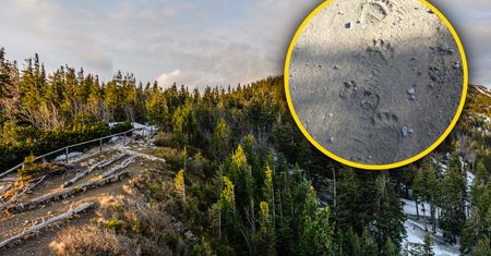 W rejonie Babiej Góry pojawił się niedźwiedź. Zdjęcia mówią same za siebie