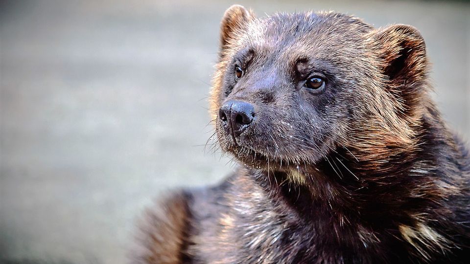 Kuny w samochodzie. Skuteczny sposób na małe szkodniki 1