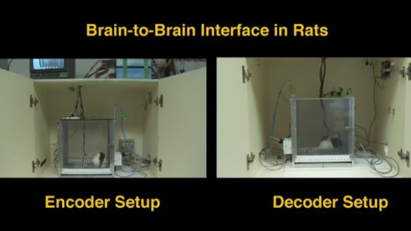 Pierwsze na świecie połączenie dwóch mózgów. Przez Internet! 1