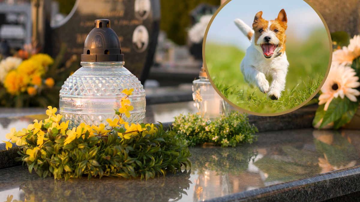 Z psem na cmentarz? Kraków zrobił ankietę