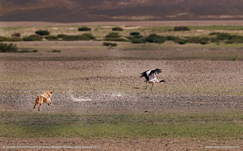 Mały słoń w płomieniach. Zdjęcie, które łamie serca, wygrało w konkursie Sanctuary Wildlife Photography Awards 2017 23