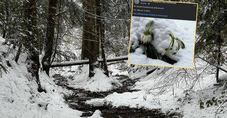 Leśnicy w szoku. Pokazali zdjęcia z Bieszczadów