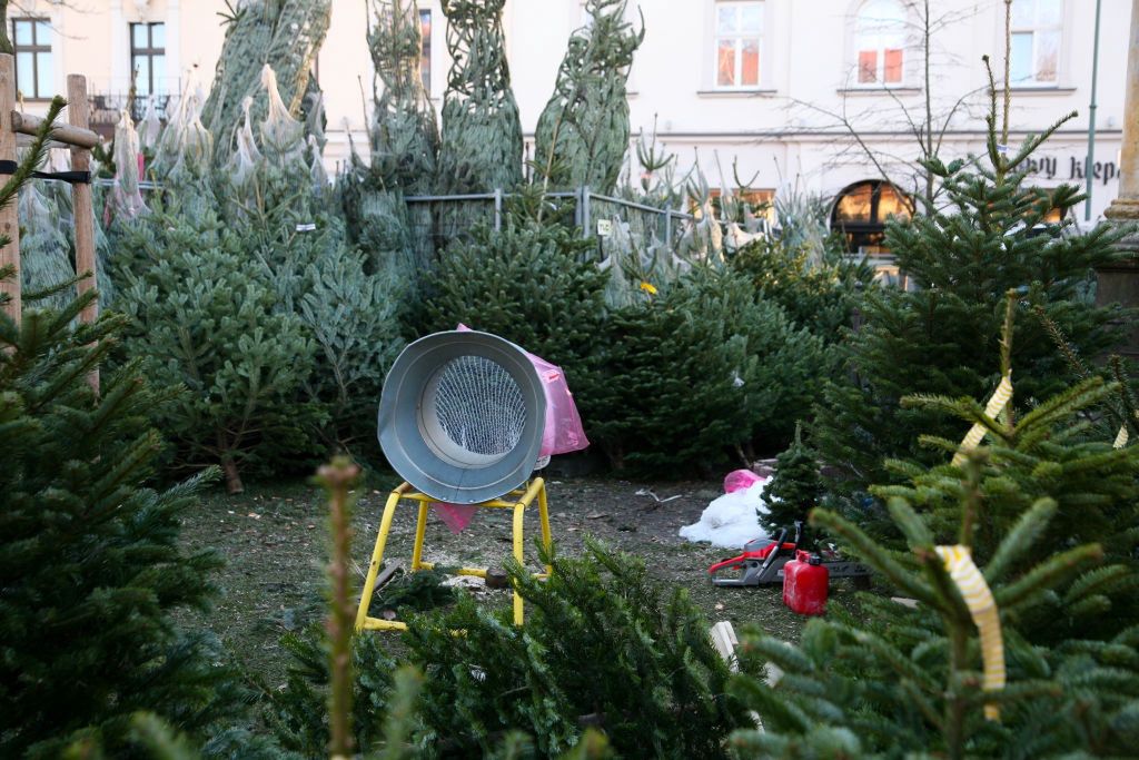 Sam wybierz i zetnij choinkę. Oto ceny drzewek przed Bożym Narodzeniem