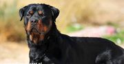 Rottweiler – niemiecka rasa psa, której nie można lekceważyć