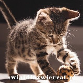 wyprawka dla kota - zabawki, piłeczki