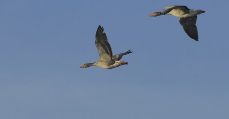 Prawo nie nadąża za nauką. Rzadki gatunek gęsi na wymarciu