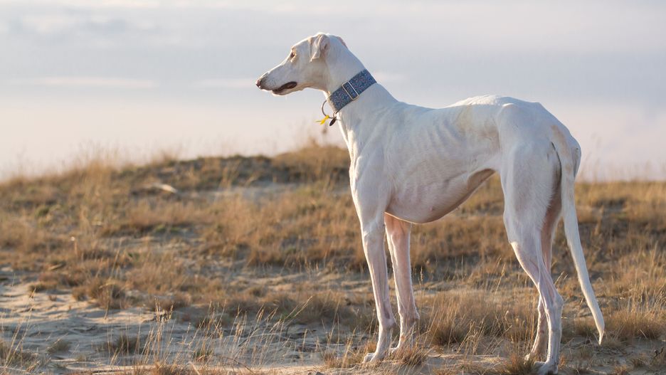 chart, chart polski, greyhound, polish greyhound, sighthound, dog on the walk, dog, dogs, animal, animals, sunny day, cheval, zwierzak, pies, charakter, ssak, ogier, farma, gras, pola, domowych, koni, bieganie, źrebak, beuty, dzika, canino, izolowany, grzywa, lato