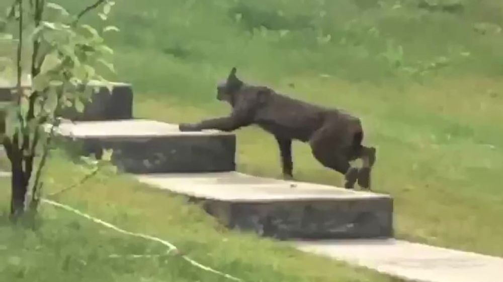 Czarny ryś kanadyjski