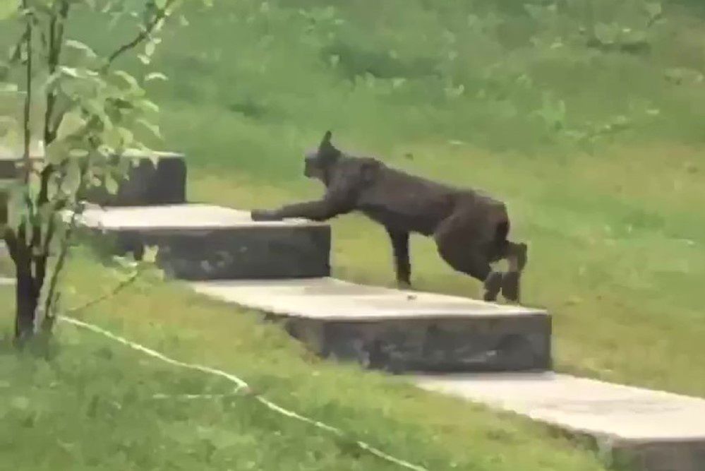 Czarny ryś złapany w kadrze. To pierwszy taki przypadek na świecie