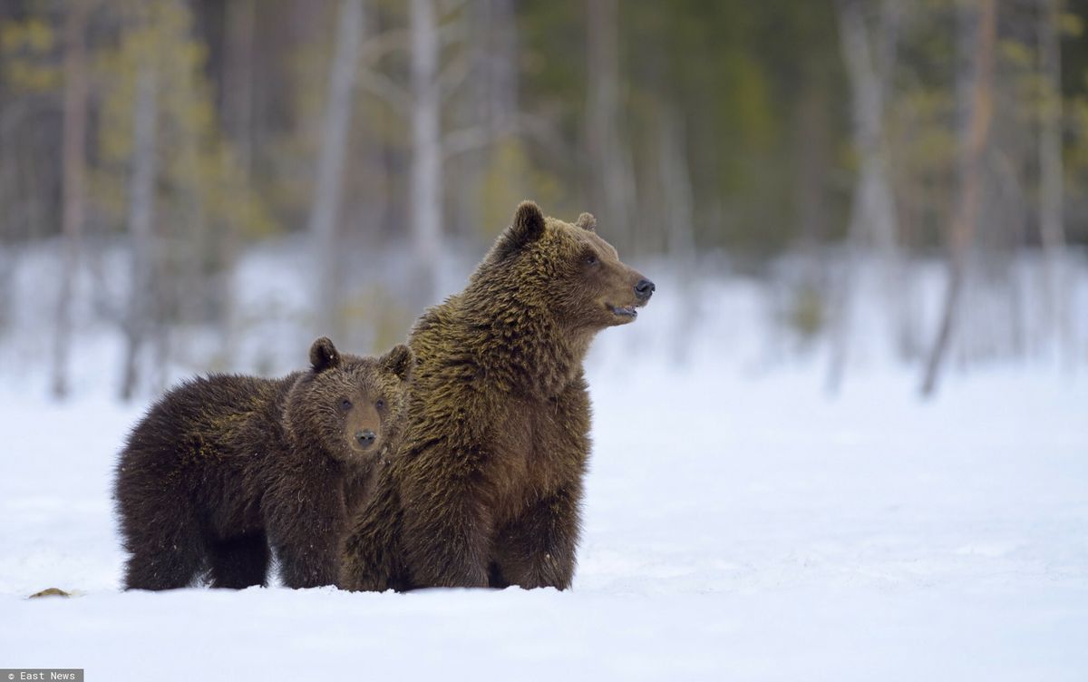 Niedźwiedź zaatakował kobietę w Bieszczadach
