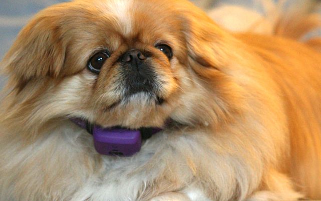 PetPace – weterynarz pierwszego kontaktu. Inteligentna obroża zadba o zdrowie zwierzaka 3