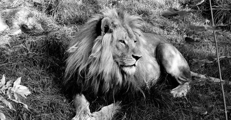 Chorzów. Śląskie zoo w żałobie. Nie żyje ikona ogrodu