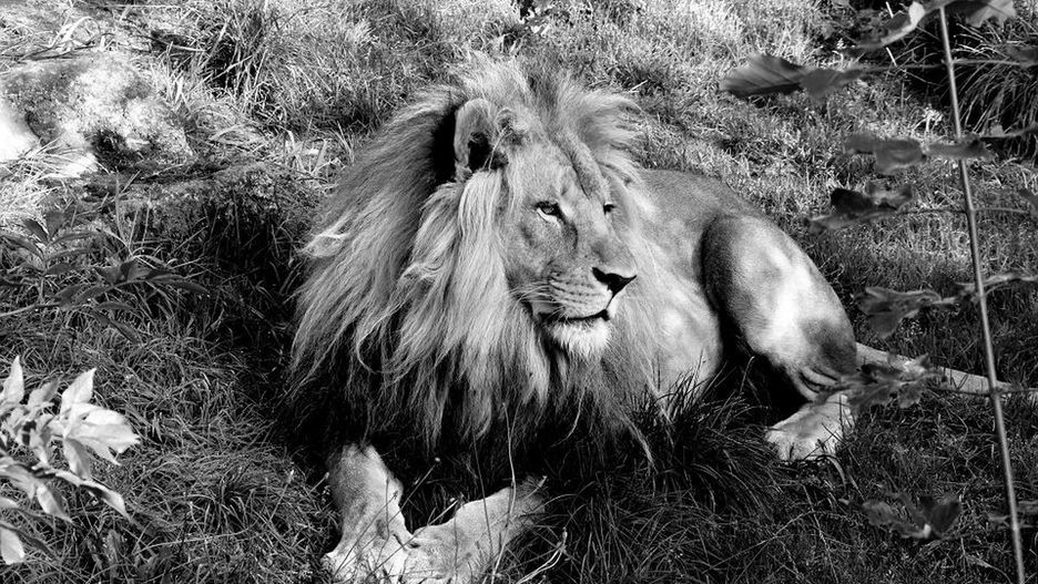 Bolek miał sześć lat, w chorzowskim zoo spędził większość życia