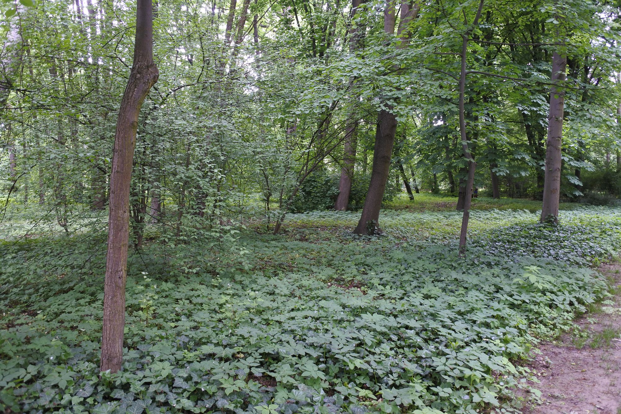 Nikon 1 J5 - mały i solidny bezlusterkowiec dla amatora [test] 47