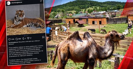 Wywieźli zwierzęta, teraz mówią: otwierajcie. Zaskakujący zwrot prokuratury ws. zoo w Łącznej